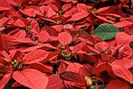 poinsettia christmas flower star of bethlehem xmas red stock photo