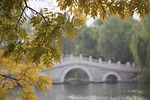 tree leaves bridge stone foliage autumn season nature stock photo