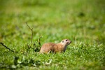 european ground squirrel rodent animal souslik mammal wildlife stock photo