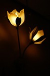 lamps flowers flower background illuminated lighting nature beautiful stock photo
