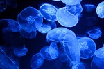 jellyfishes sea jellies nature animal life marine ocean stock photo