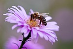bee insect flower honey wallpaper pollination aster purple stock photo