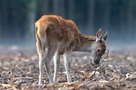 deer red wildlife nature wild animal wilderness portrait stock photo