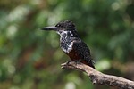 giant kingfisher bird perched branch african ave avian stock photo