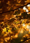 autumn leaves foliage branch nature tree fall sprigs stock photo