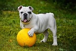 english bulldog ball dog pet white canine domestic stock photo