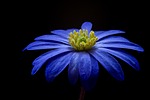 flower anemone petals balkan blanda blue background bloom stock photo