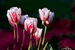 flowers beautiful tulips garden bloom flower wallpaper blossom stock photo