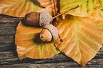 acorns leaves foliage season autumn nature wooden table stock photo
