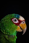 parrot nature bird animal beak bill wildlife portrait stock photo