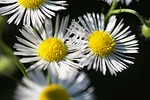 turan annual erigeron annuus beautiful flowers white daisies stock photo