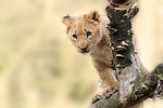 lion cub cat wild animal wilderness wildlife nature stock photo