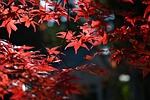 maple autumn leaves foliage colors season fall red stock photo