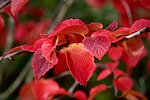 autumn colors fall red foliage branch leaves plant stock photo