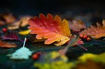 autumn leaves foliage colors season fall nature fallen stock photo