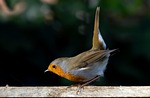 robin redbreast bird animal european erithacus rubecula wildlife stock photo
