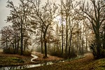 trees forest fog foggy morning stream haze brook stock photo