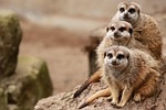 meerkats family furry mammal zoo safari nature fauna stock photo