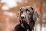 labrador dog animal brown fur mammal portrait pet stock photo