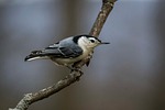 white-breasted nuthatch bird branch songbird wildlife animal nature stock photo