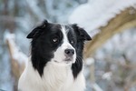 dog border collie nature canine pet domestic animal stock photo