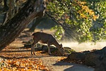 sika deer nara park nature mammals autumn japan stock photo