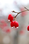 flowering dogwood fruits raindrops dew dewdrops droplets branch stock photo