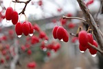 flowering dogwood fruits dew wet droplets cornus florida stock photo