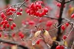 flowering dogwood fruits raindrops dew dewdrops droplets branches stock photo
