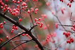 berries branches tree fruits red twigs flowering dogwood stock photo
