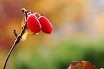 flowering dogwood fruits branch berries red cornus florida stock photo