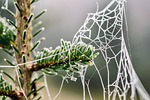 cobweb fir tree frost branch conifer winter iced stock photo