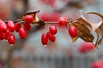 flowering dogwood fruits raindrops droplets dew dewdrops branch stock photo