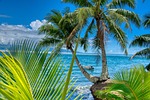 tahiti palm trees sea tropical beach nature paradise stock photo