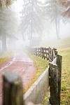 road pathway trail fence trees fog forest leaves stock photo