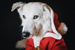 dog christmas santa pet xmas puppy holiday winter stock photo