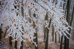 beech branches frost snow rime winter hoarfrost cold stock photo