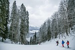snow skiing people trees forest winter cold sports stock photo