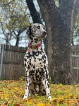 dog dalmatian pet puppy portrait backyard fallen leaves stock photo