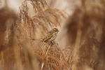 reed bunting swamp cane bird watching animal sitting stock photo