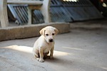 dog pet puppy cute animal young doggy canine stock photo