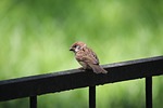 sparrow bird handrail animal small ave avian nature stock photo