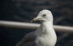 seagull bird nature head gull seabird animal wildlife stock photo