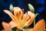 lily flower blossom wallpaper bloom pistils background beautiful stock photo