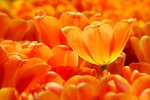 tulips orange flowers flower wallpaper petals bloom blossom stock photo