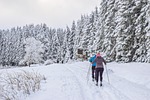 cross country skiing skiers ski area trees firs stock photo