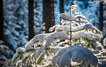 snowfall fir trees snow snowing hoarfrost nature snowy stock photo