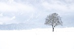 snow winter tree landscape nature white bare snowy stock photo