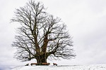 winter tree benches old branches bare snow snowy stock photo