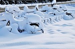 bicycles snow winter bikes bicycle parking rack covered stock photo